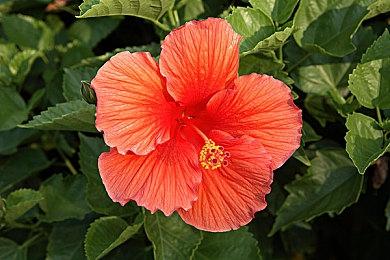 《索尼克×夏特 世代重启》现已发布两部最新预告片！夏特新力量即将显露真容